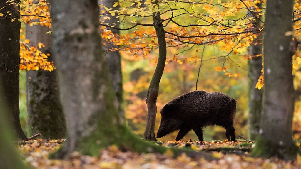 Wildschweine können mit der Afrikanischen Schweinepest infiziert werden. (Archivbild)