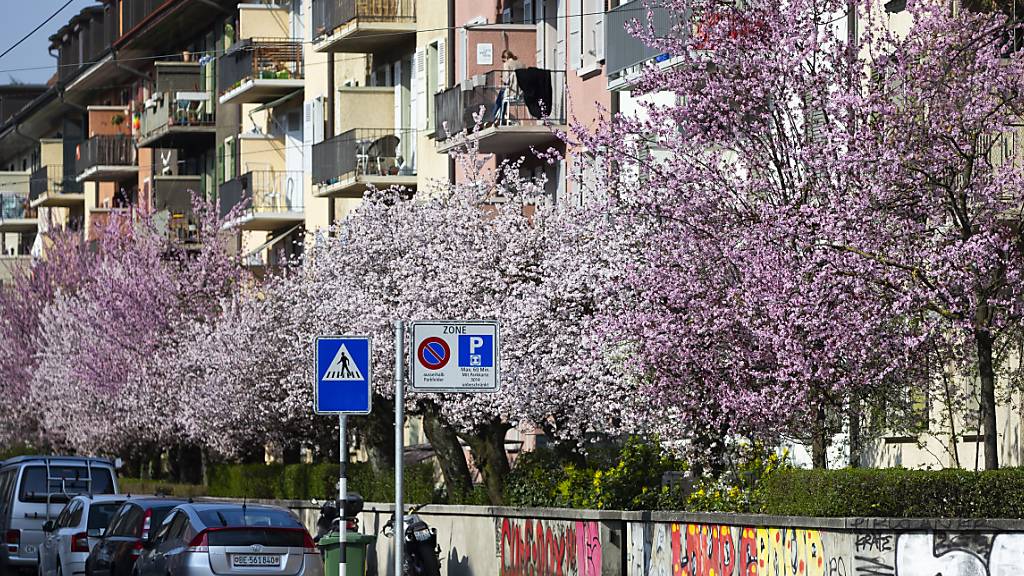 Blühende wilde Kirschbäume am 20. März an einer Quartierstrasse in Bern. (Archivbild)