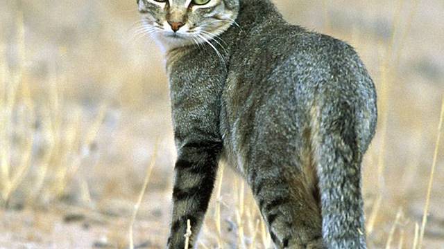 Forscher nehmen Wildkatzen am Blauen ins Visier - Vermischtes