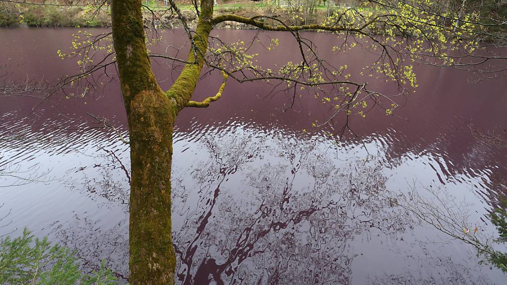 Der Gipsbruchweiher im bayerischen Füssen leuchtet lila. Foto: Karl-Josef Hildenbrand/dpa