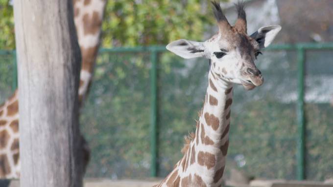 Junggiraffe Umtali lebt sich im Kinderzoo ein