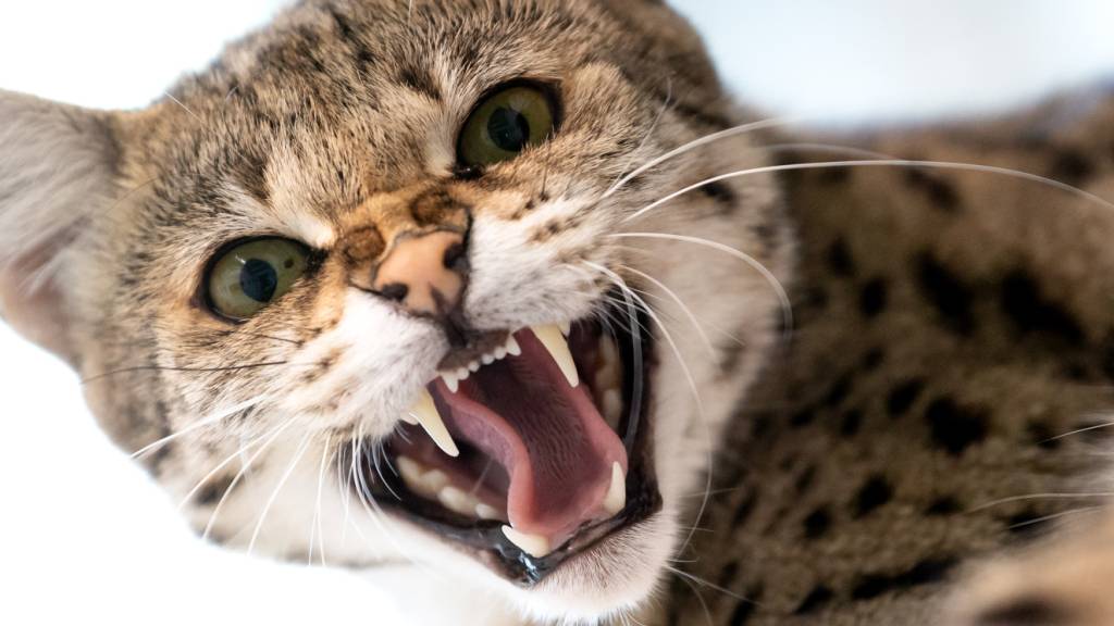 Katzen vermehren sich unkontrolliert in Wiler Wohnung
