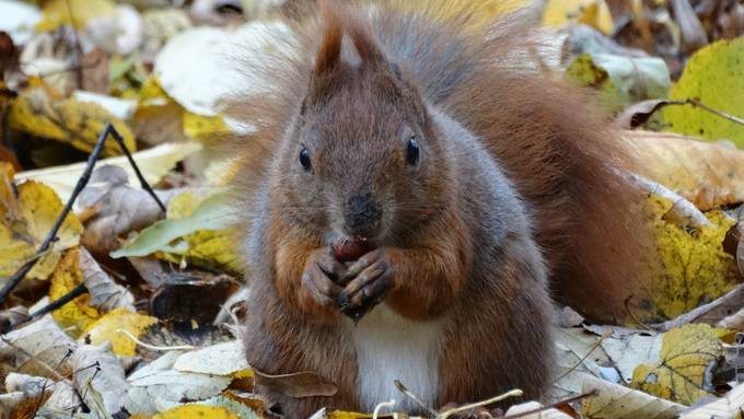 Schweizer Eichhörnchen geht es gut