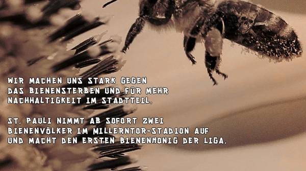 Bienen im Fussballstadion