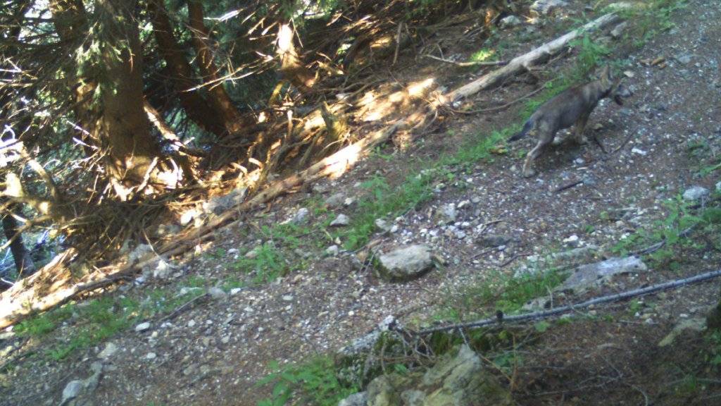 Ein Jungwolf tappte im Morobbiatal in die Fotofalle.