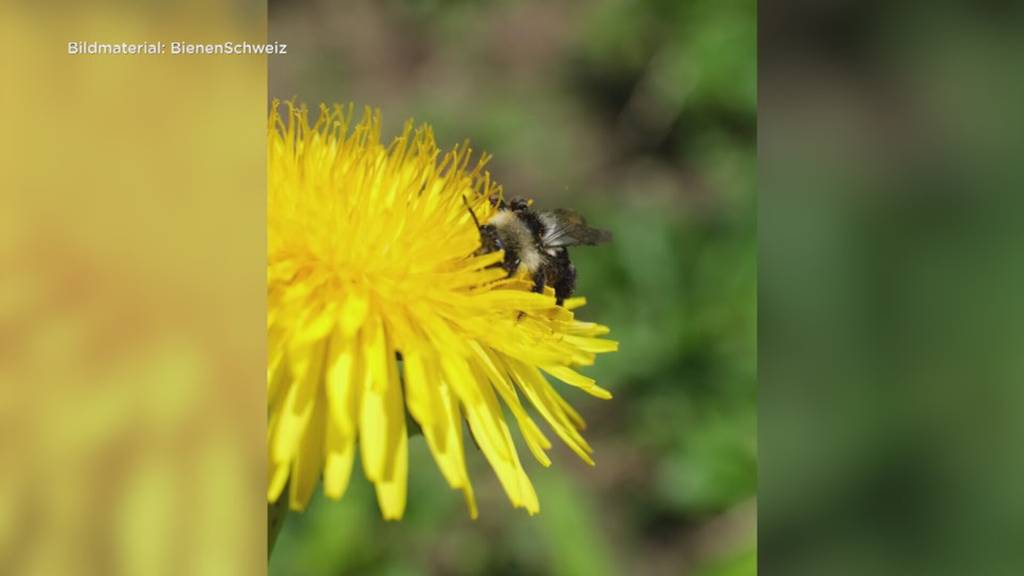 Gefährdete Wildbienen