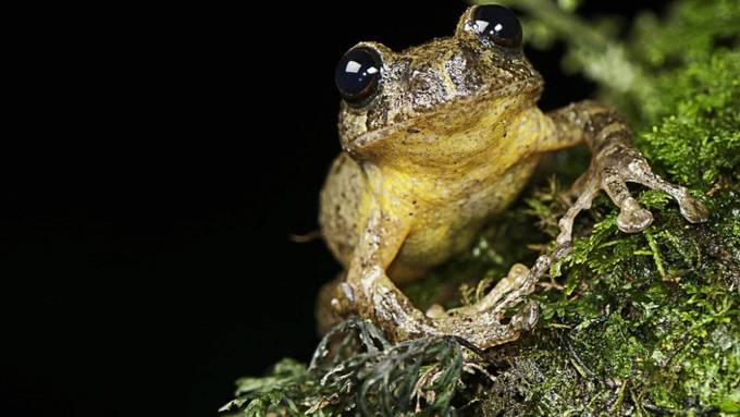 Verschollener Baumfrosch wiederentdeckt