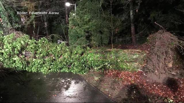 100-jähriger Baum reisst Weihnachtsbeleuchtung herunter