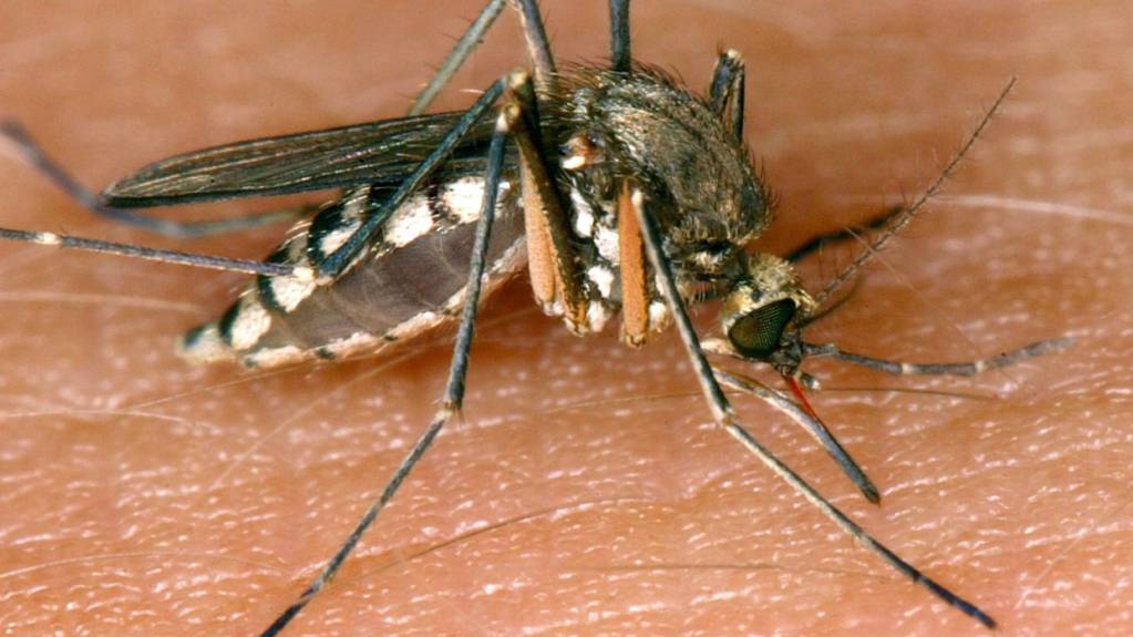 Das West-Nil-Virus wird laut Robert Koch-Institut (RKI) hauptsächlich von Stechmücken zwischen wildlebenden Vögeln übertragen. (Archivbild)