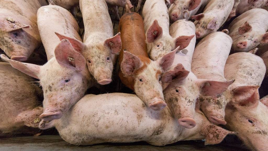 25 Schweine eines Melser Landwirten erstickten durch Güllegase.