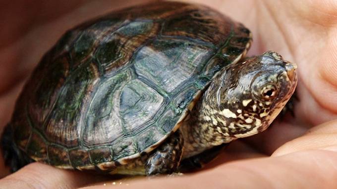 Drei Sumpfschildkröten in freier Wildbahn geschlüpft