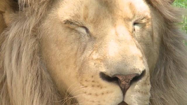 Retter des Raubtierparks Subingen trennen sich im Streit