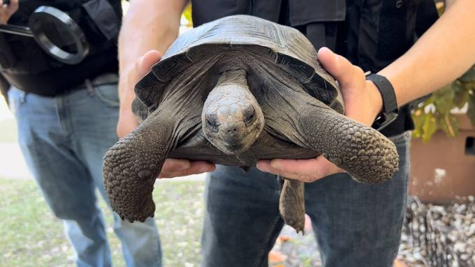 Mann klaut Schildkröte aus Zoo und lässt sie im Tiefkühler erfrieren