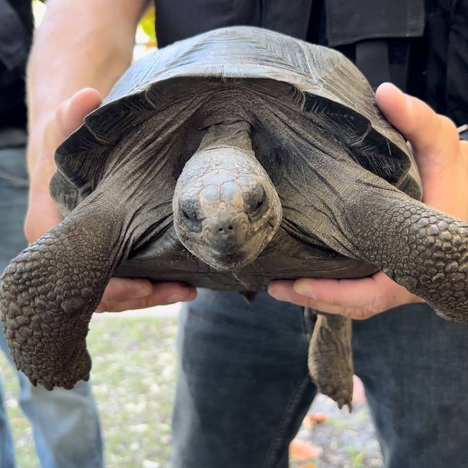 Mann klaut Schildkröte aus Zoo und lässt sie im Tiefkühler erfrieren
