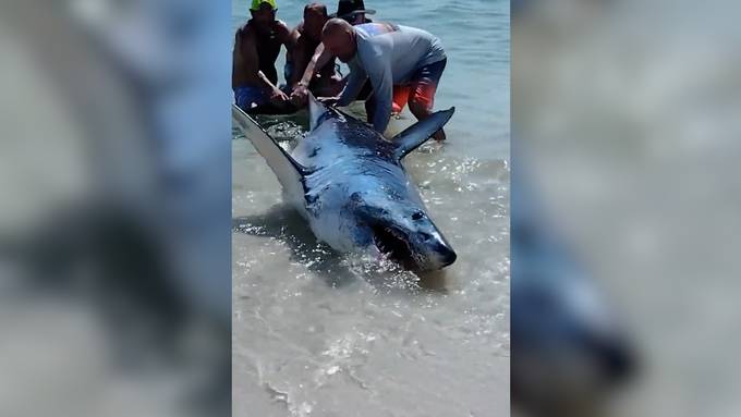 Mutige Strandgänger ziehen gestrandeten Hai zurück ins Wasser