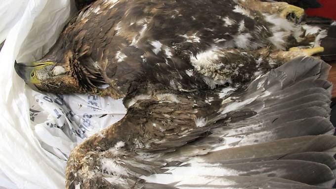 Steinadler provoziert im Wallis Stromausfall