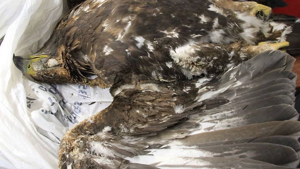 Ein junge Steinadler verbrannte sich Rücken und Flügel, weil er eine Hochspannungsleitung touchierte (Foto vom Walliser Amt für Jagd, Fischerei und Wildtiere zur Verfügung gestellt).
