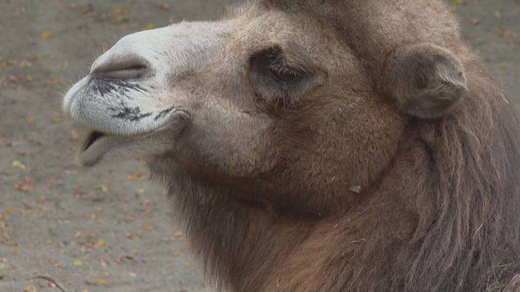 Publikumslieblinge verschwinden aus dem Zoo Zürich