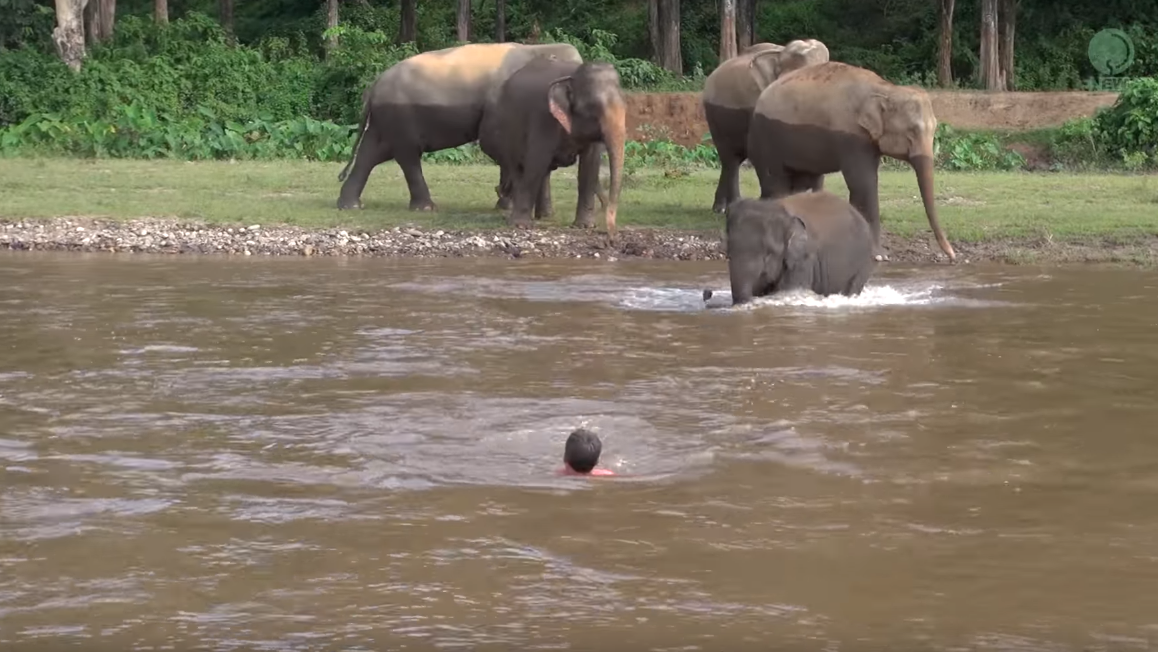 Der Babyelefant versucht zu helfen (youtube/elephantnews)