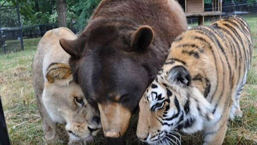 Bär, Tiger und Löwe - ein starkes Gespann.