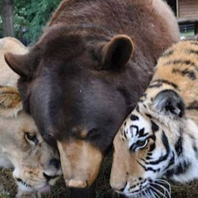 Bär, Tiger und Löwe: Drei starke Freunde