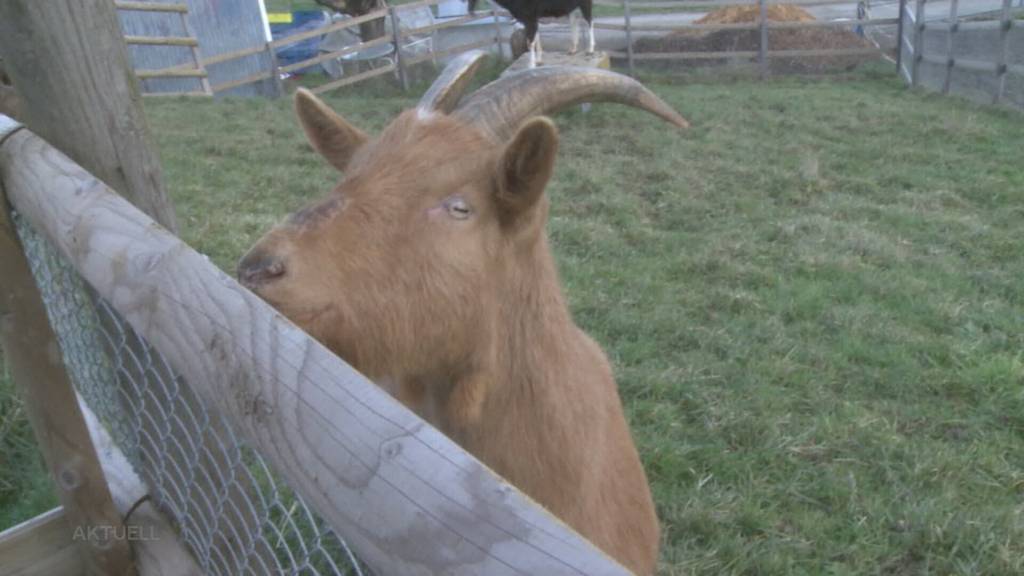 Platzprobleme: Tierschützerin bezahlt Bauern, damit die ausgedienten Nutztiere ein Dach über dem Kopf haben