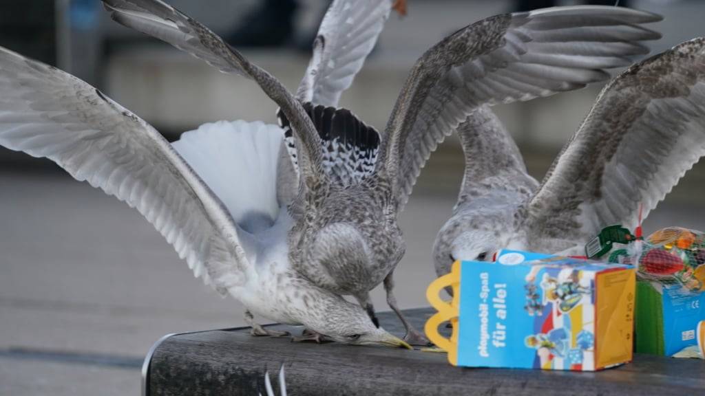 Möwen können ganz schön frech sein. Kein Wunder, beschäftigt sich die Wissenschaft damit, wie man sie vertreibt. (Archivbild)