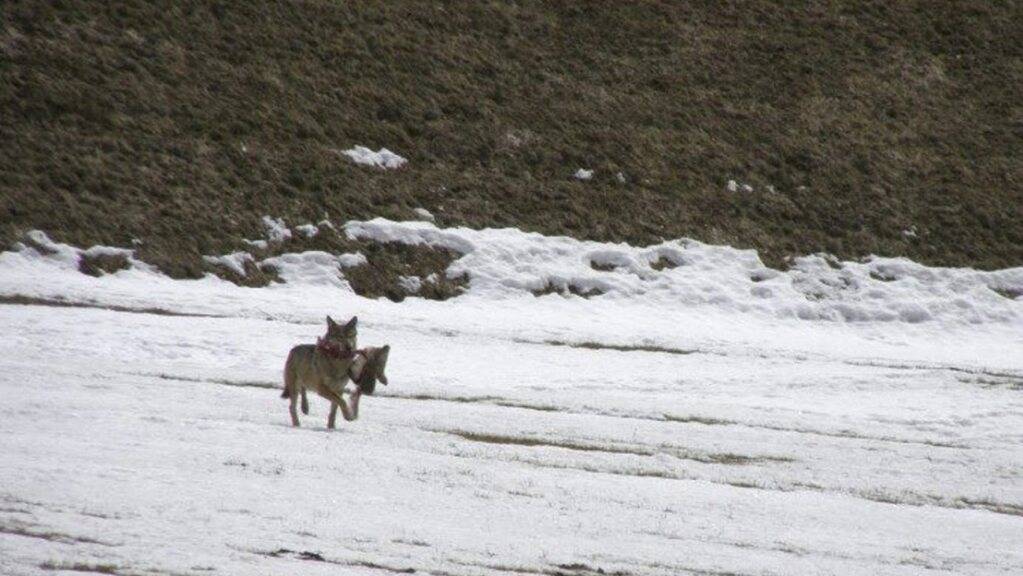 Ein Wolf rennt mit den Überresten von gerissenem Wild über eine verschneite Wiese bei Quinto. (Archivbild)