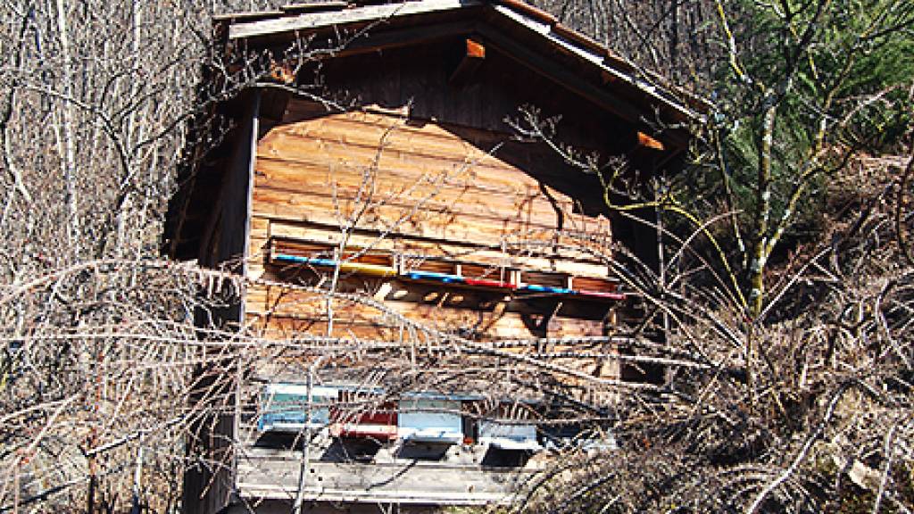 Die Zahl der Bienenvölker in der Schweiz ist im letzten Jahrzehnt gestiegen: Bienenhaus am Waldrand.