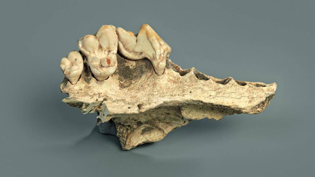 Dieses Hundegebiss aus der Kesslerloch-Höhle in Thayngen SH ist 14'200 Jahre alt