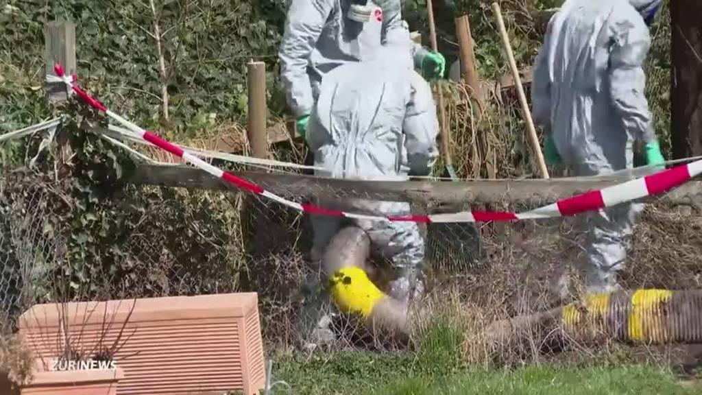 Vogelgrippeausbruch auf Hühnerhof im Kanton Zürich