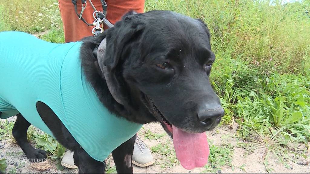 Schwimmen in der Aare endet für Labrador mit 16 Biberbissen