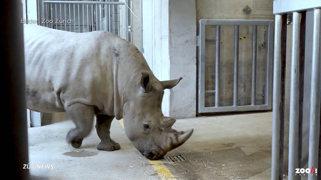 Hoffnung auf Nashornnachwuchs im Zoo Zürich: Kimba ist angekommen!