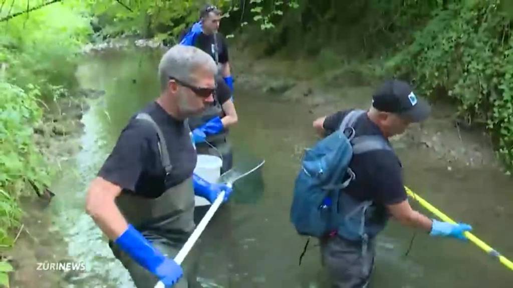 Zürcher Fischretter im Dauereinsatz: Wegen Hitze müssen hunderte Tiere umgesiedelt werden