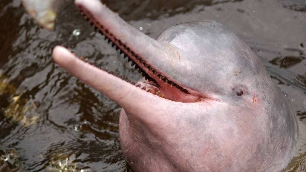Der Amazonasdelfin ist vor dem Aussterben bedroht. (Archivbild)