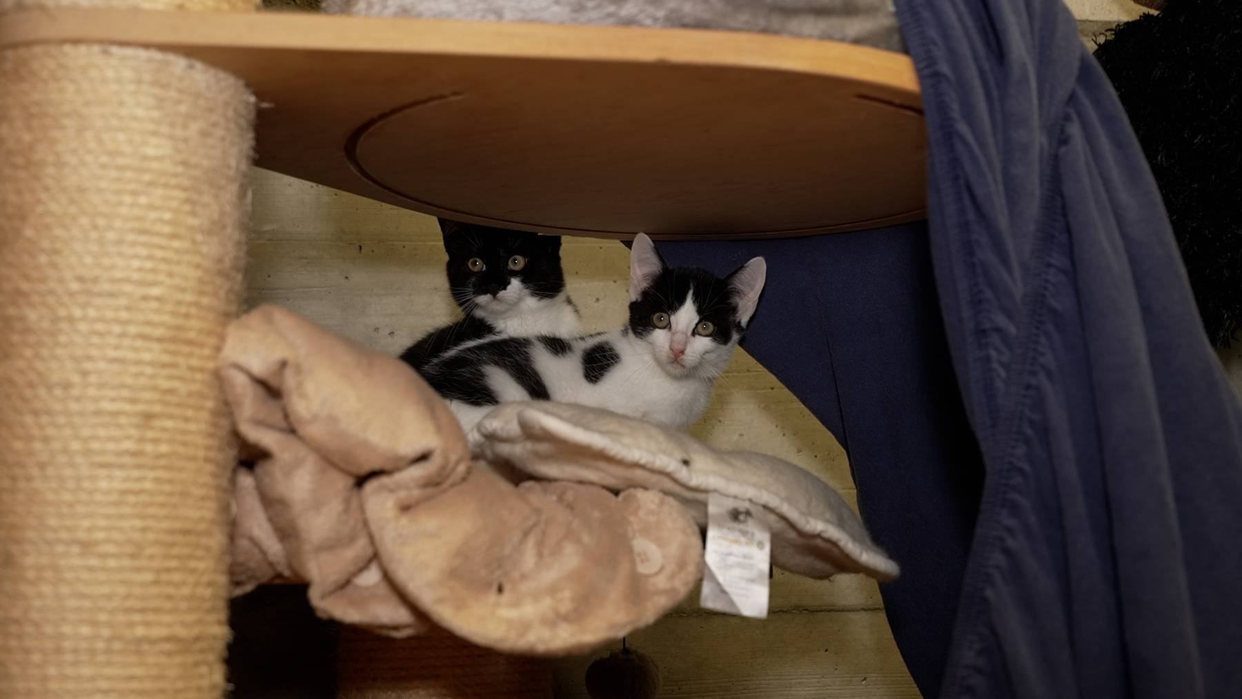 KATZENWELPEN