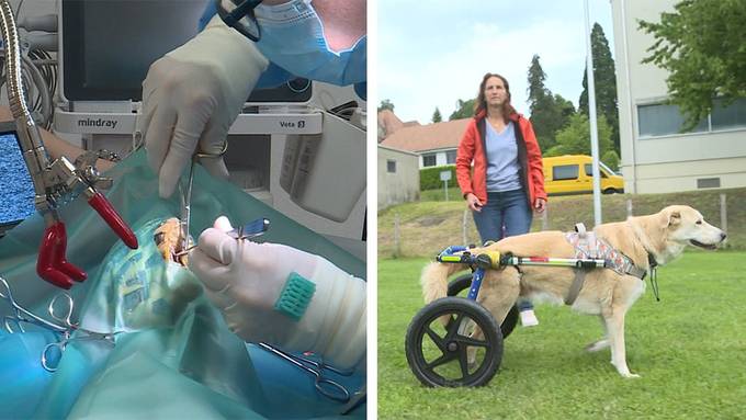 Schildkröten Kastration / Verein für behinderte Hunde