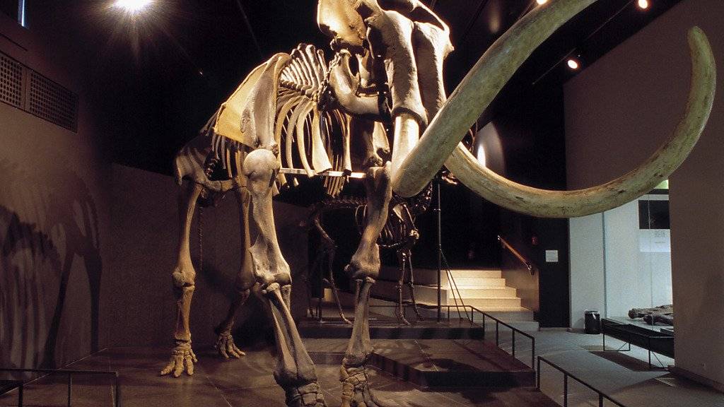 Ein Mammut-Skelett aus der zoologischen Sammlung der Universität Zürich. (Archivbild)