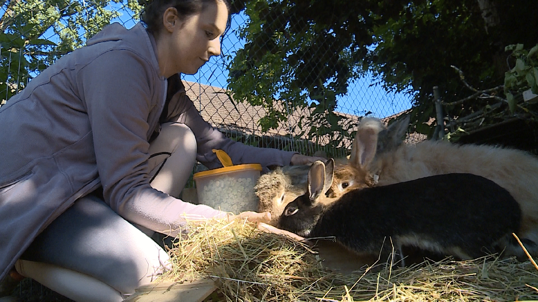 Kaninchen-Tierheim