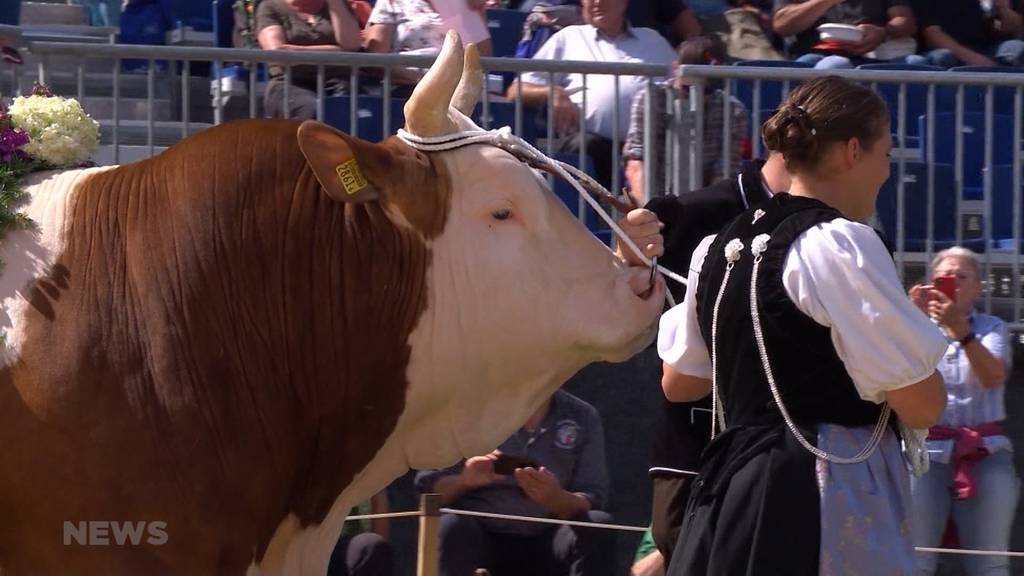 Nicht mehr zeitgerecht: Tierschützer kritisieren Nasenring beim Muni