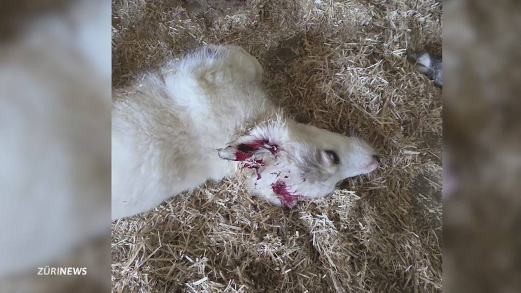 Tierdrama von Ramiswil erschüttert – Kanton Solothurn kündigt Aufarbeitung an