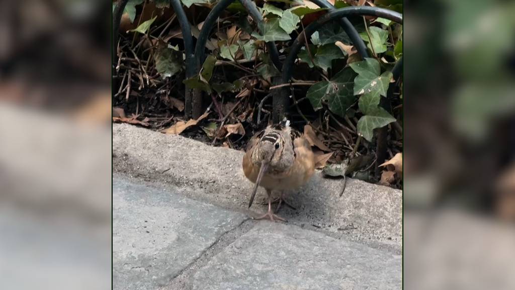 Tanzender Vogel in New York begeistert die Massen