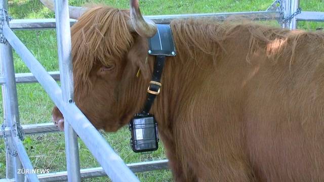 GPS-Sender sollen Kuhglocken ersetzen