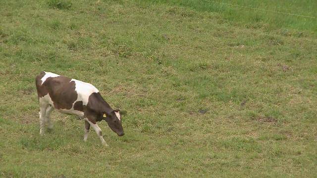 Bauer wegen Tierquälerei vor Gericht