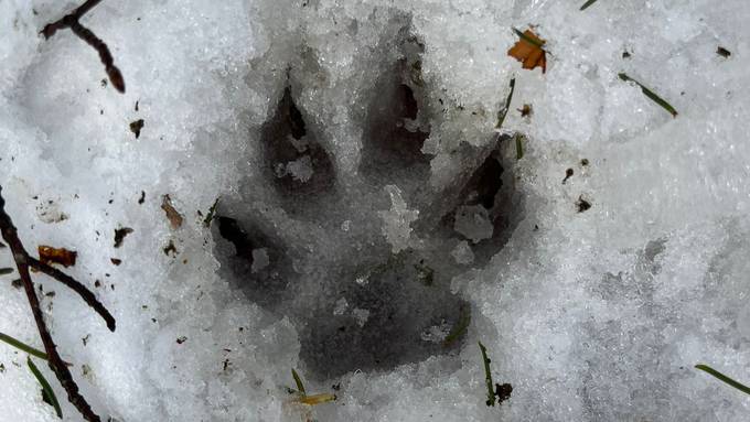 Pfotenabdrücke auf der Röti: «Es könnte ein Wolf sein – oder auch nicht»