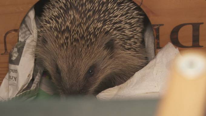 Tag im Läbe vo - Igelstation Ebikon