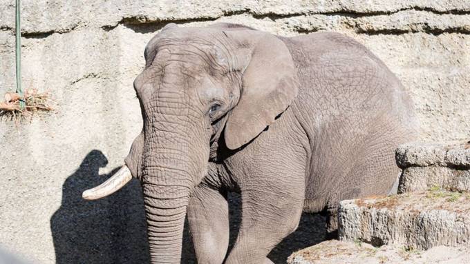 Elefantenbulle «Tusker» in Basler Zoo eingeschläfert