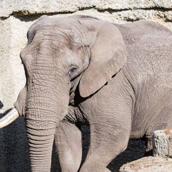 Elefantenbulle «Tusker» in Basler Zoo eingeschläfert
