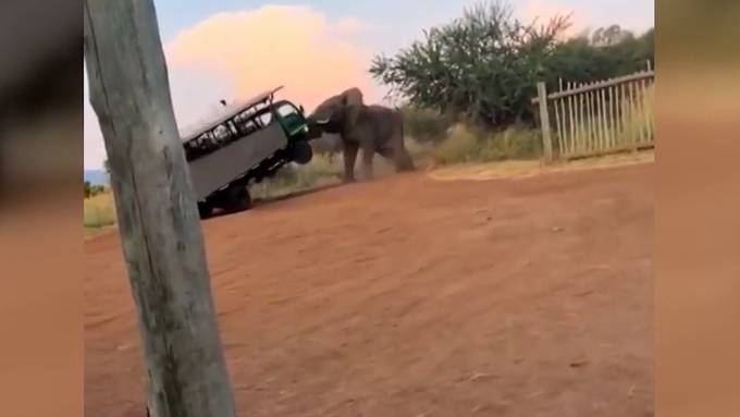 Elefant hat genug von Touristen und attackiert Auto