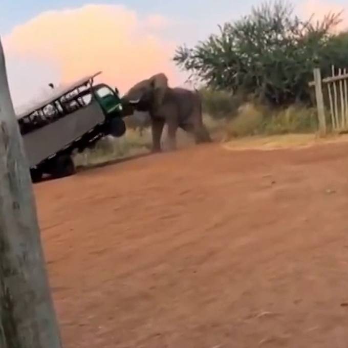 Elefant hat genug von Touristen und attackiert Auto